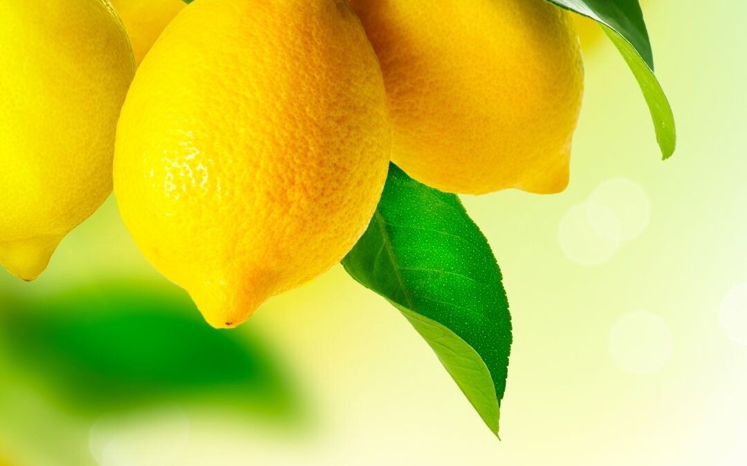 Lemon Lush Squares