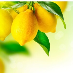 Lemon Lush Squares